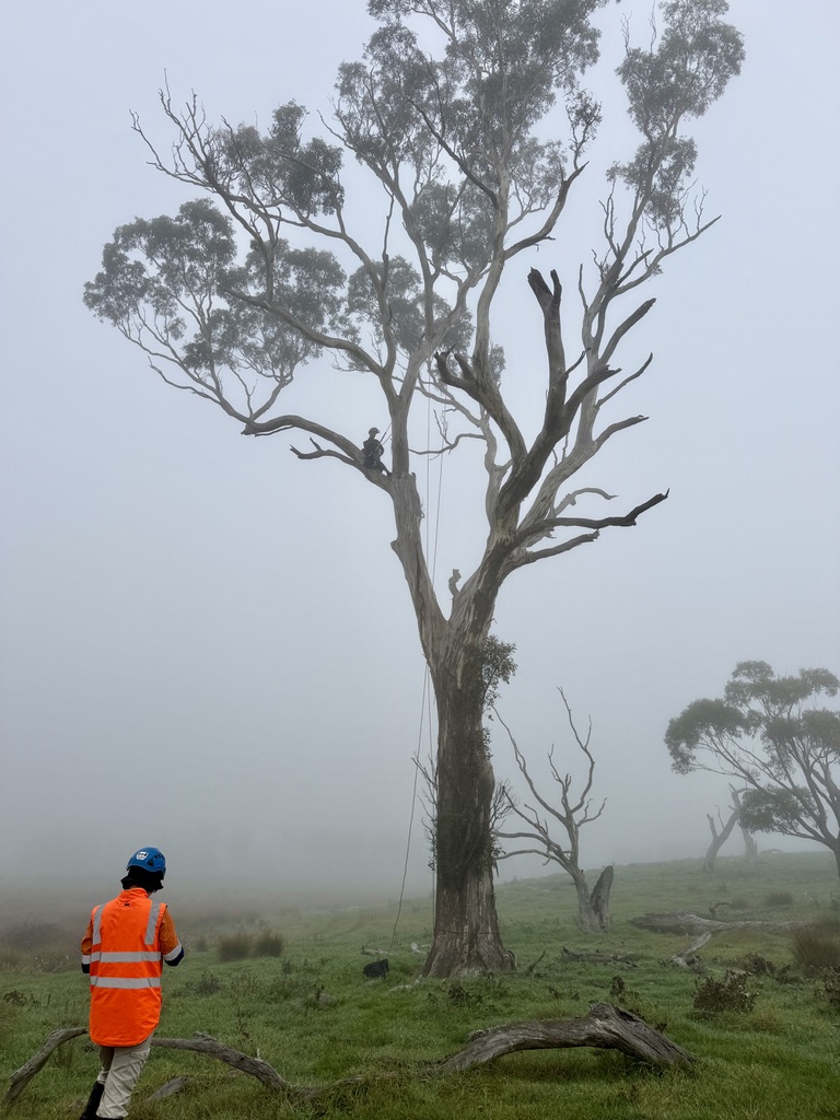Climbing inspection of a habitat tree, with a ground team member recording field observations