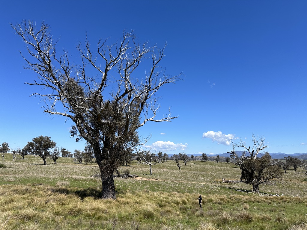 Mature habitat trees within an open woodland survey site